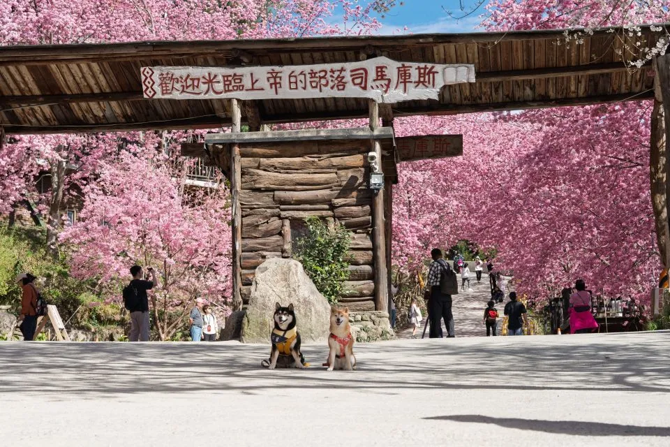 司馬庫斯櫻花祭 99 - Travel of Rice 小米遊記 司馬庫斯櫻花祭 99 - Travel of Rice 小米遊記