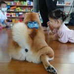 中正非營利幼兒園／雲林虎尾 72 - Travel of Rice 小米遊記