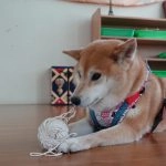 中正非營利幼兒園／雲林虎尾 82 - Travel of Rice 小米遊記