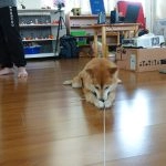 中正非營利幼兒園／雲林虎尾 89 - Travel of Rice 小米遊記