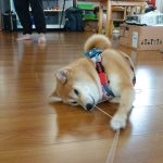 中正非營利幼兒園／雲林虎尾 90 - Travel of Rice 小米遊記