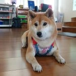 中正非營利幼兒園／雲林虎尾 91 - Travel of Rice 小米遊記