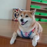 中正非營利幼兒園／雲林虎尾 102 - Travel of Rice 小米遊記