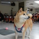 新東湖非營利幼兒園／新北內湖 55 - Travel of Rice 小米遊記