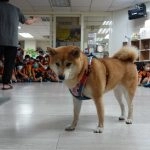 新東湖非營利幼兒園／新北內湖 68 - Travel of Rice 小米遊記