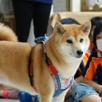 新東湖非營利幼兒園／新北內湖 88 - Travel of Rice 小米遊記