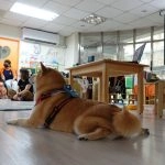 新東湖非營利幼兒園／新北內湖 91 - Travel of Rice 小米遊記