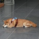 國立聯合大學八甲校區／苗栗市 65 - Travel of Rice 小米遊記