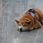 國立聯合大學八甲校區／苗栗市 70 - Travel of Rice 小米遊記