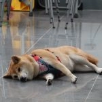 國立聯合大學八甲校區／苗栗市 72 - Travel of Rice 小米遊記