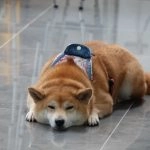 國立聯合大學八甲校區／苗栗市 73 - Travel of Rice 小米遊記