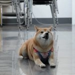 國立聯合大學八甲校區／苗栗市 75 - Travel of Rice 小米遊記