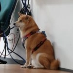 國立聯合大學八甲校區／苗栗市 77 - Travel of Rice 小米遊記