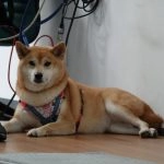 國立聯合大學八甲校區／苗栗市 78 - Travel of Rice 小米遊記