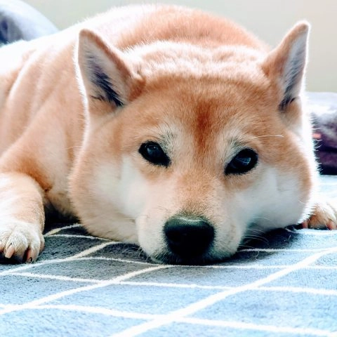 貓狗寒冬保暖提醒：電熱毯的使用與安全 104 - Travel of Rice 小米遊記