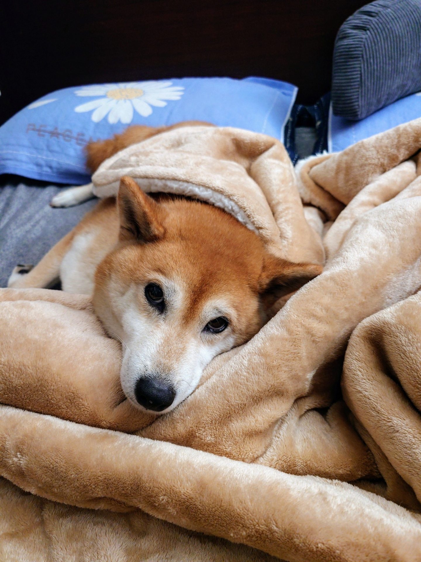 貓狗寒冬保暖提醒：電熱毯的使用與安全 46 - Travel of Rice 小米遊記