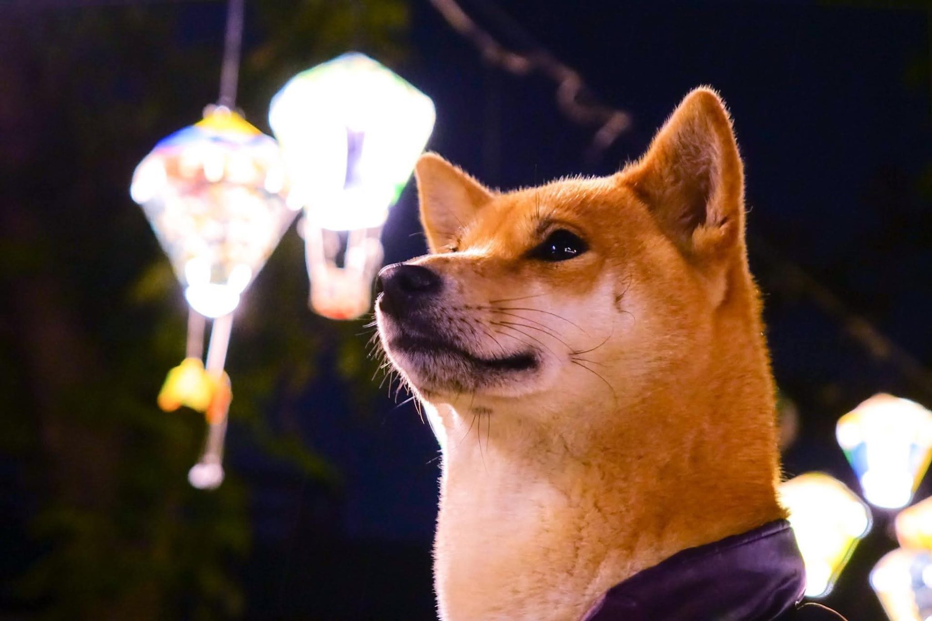 一個國家的文明程度,是看人民對待動物的責任和態度 11 - Travel of Rice 小米遊記 一個國家的文明程度,是看人民對待動物的責任和態度 11 - Travel of Rice 小米遊記