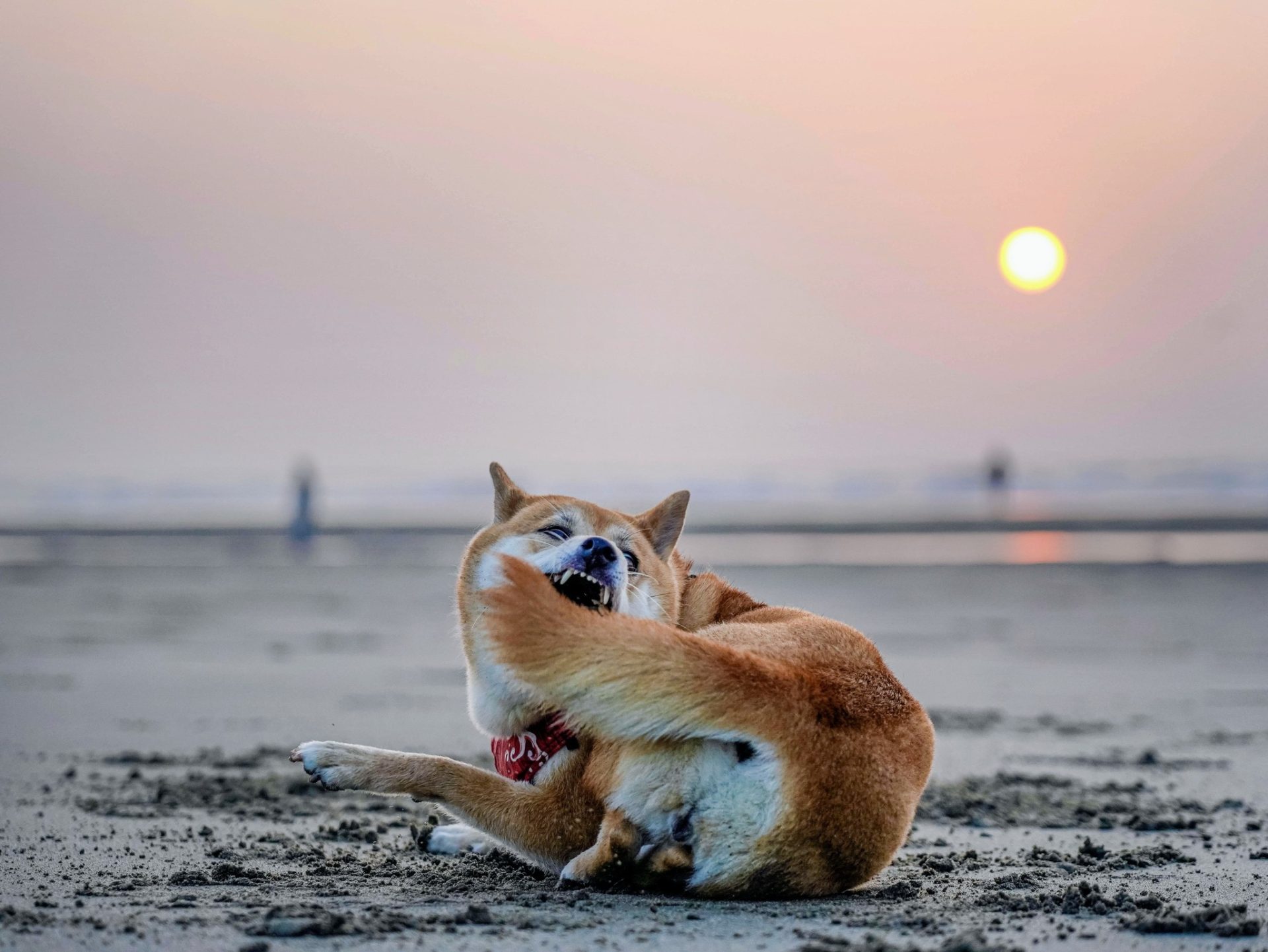 尊重的背後是理解 11 - Travel of Rice 小米遊記 尊重的背後是理解 11 - Travel of Rice 小米遊記