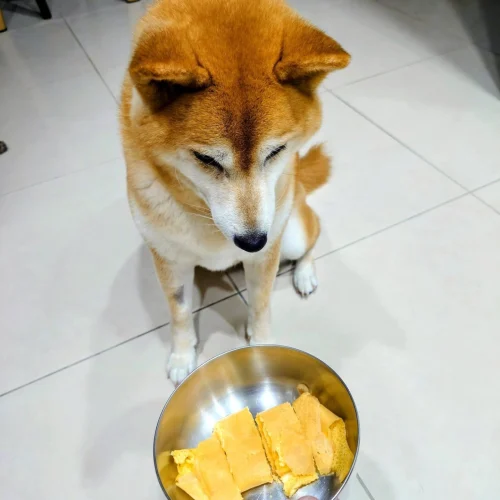 蛋黃是高磷地雷?如何安心收下天然葉黃素 1 - Travel of Rice 小米遊記 蛋黃是高磷地雷?如何安心收下天然葉黃素 1 - Travel of Rice 小米遊記